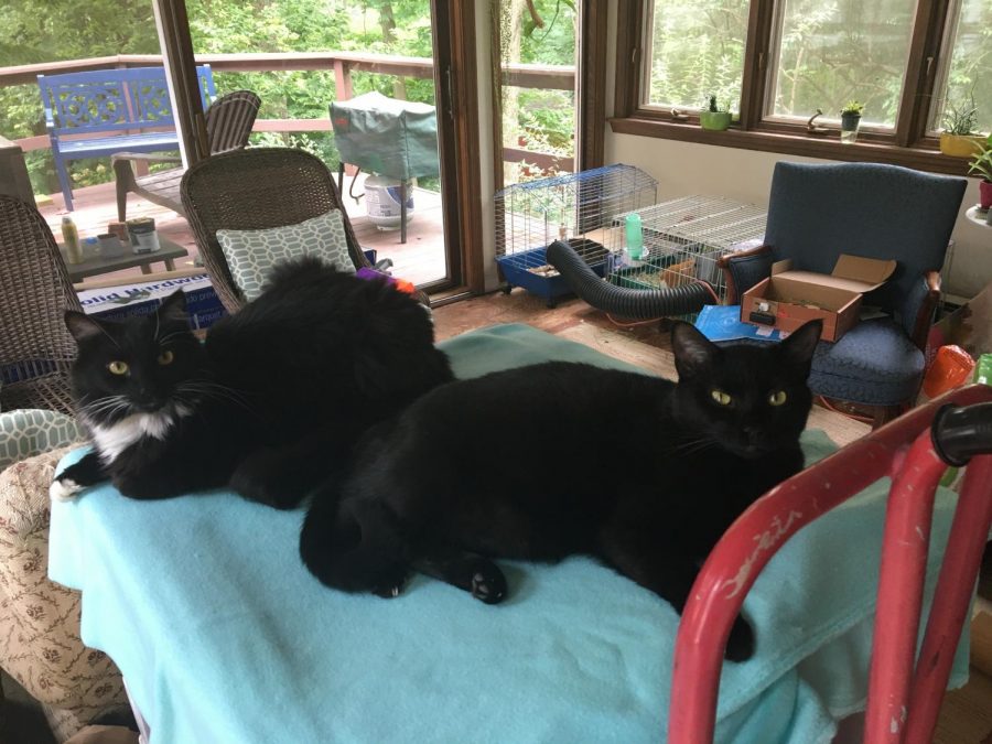 Rachel’s cats Orville and Fern are relaxing on their bed.