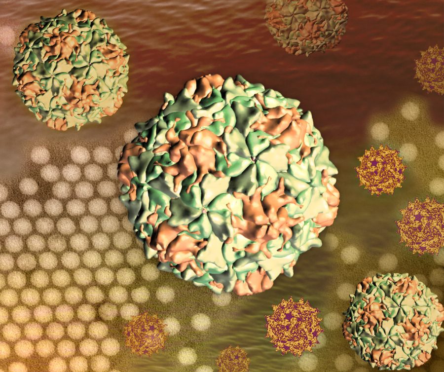 A 3D photo of what the Polio virus looks like.