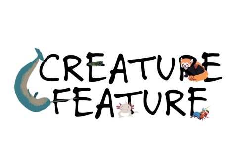 Creature feature can be expected as a new column in the Chatterbox.