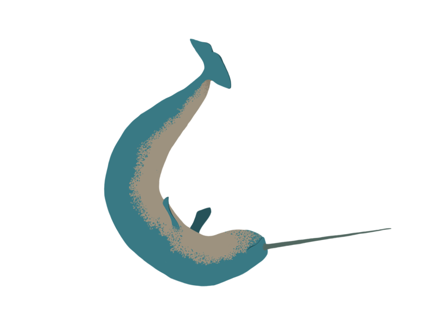 The narwhal’s official scientific name is Monodon monoceros, deriving from the Greek words for “one horn” or “one tooth.” However, the name “narwhal” is derived from something completely different. The name “narwhal” derives from two Icelandic words, “nar” and “hvalr,” that together mean “corpse whale”- a nod to its pale color.
