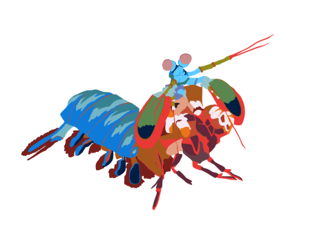 Though small in size, this underwater creature packs a powerful punch. The mantis shrimp can punch so fast that it shatters glass.