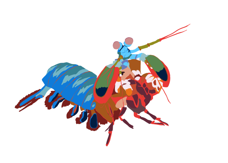 Though+small+in+size%2C+this+underwater+creature+packs+a+powerful+punch.+The+mantis+shrimp+can+punch+so+fast+that+it+shatters+glass.